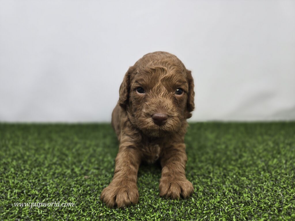 [#265-05]  - Dark Golden F Goldendoodle Mini F1BB Puppies For Sale