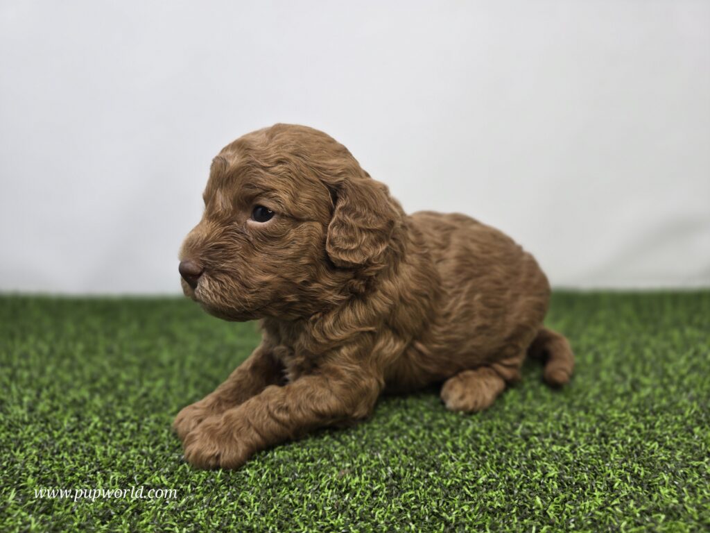 Clementine - Goldendoodle Mini F1BB - Image 2