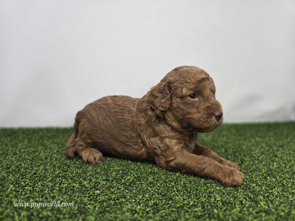 Clementine - Goldendoodle Mini F1BB - Image 3