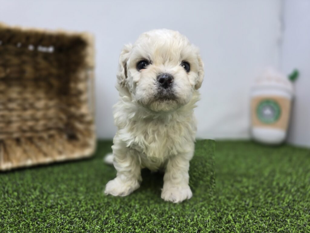 [#262-04]  - White M Bichon/Pekingese Puppies For Sale
