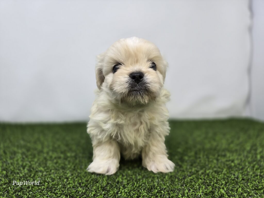 [#262-05]  - White F Bichon/Pekingese Puppies For Sale