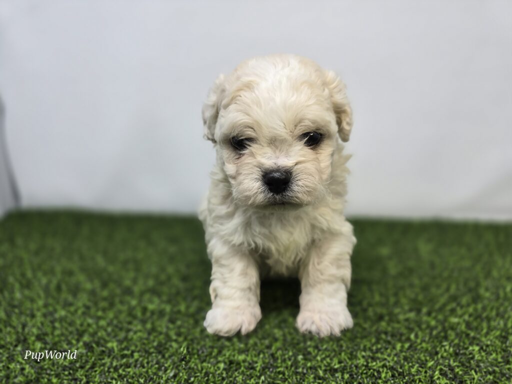 [#262-06]  - White F Bichon/Pekingese Puppies For Sale