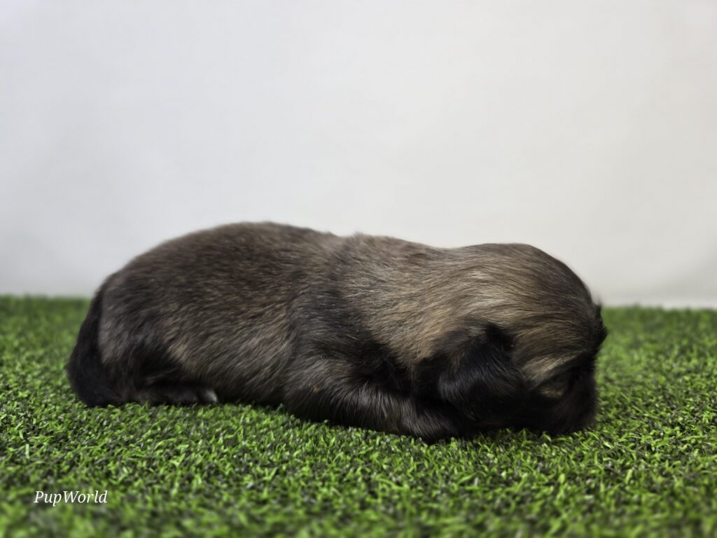 Ash - Pekingese - Image 2