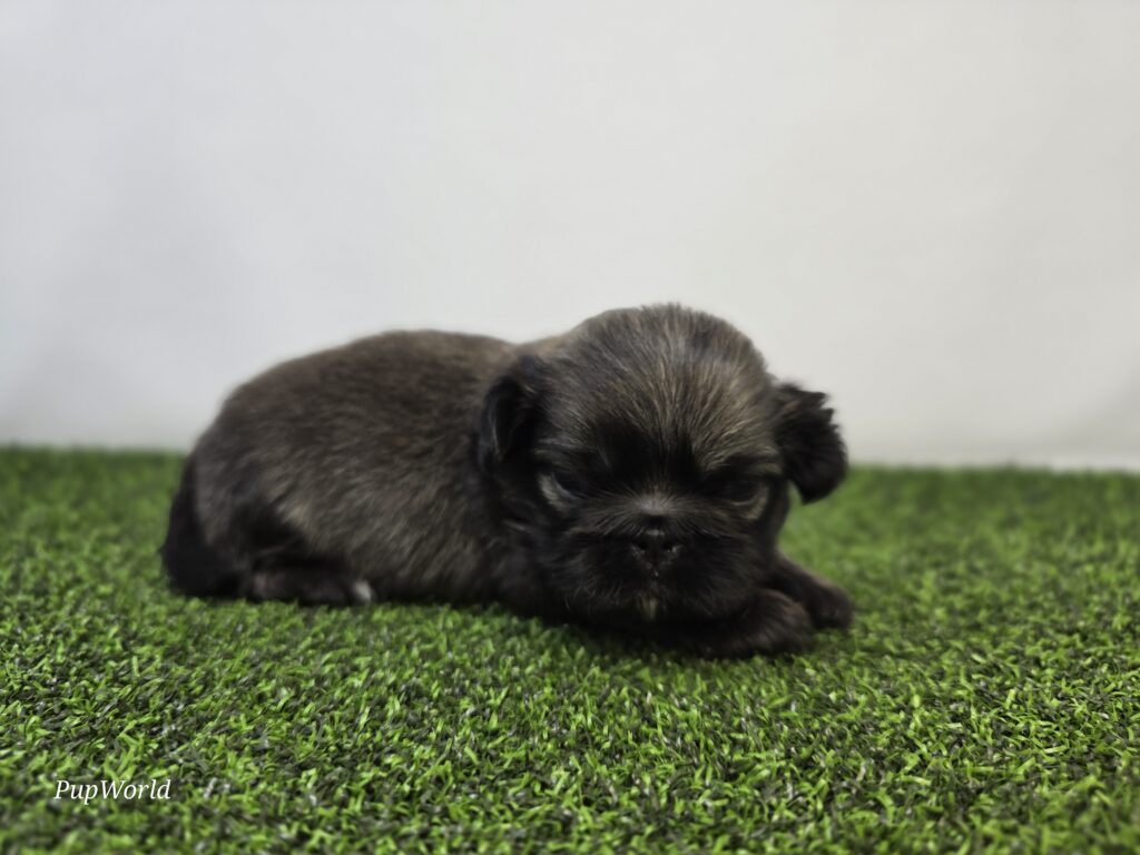 [#266-01]  - Black M Pekingese Puppies For Sale