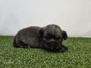 Pekingese