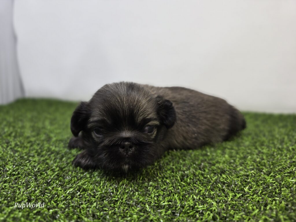 Ash - Pekingese - Image 3