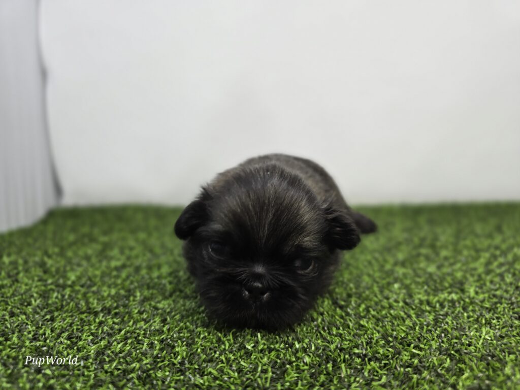 [#266-02]  - Black M Pekingese Puppies For Sale
