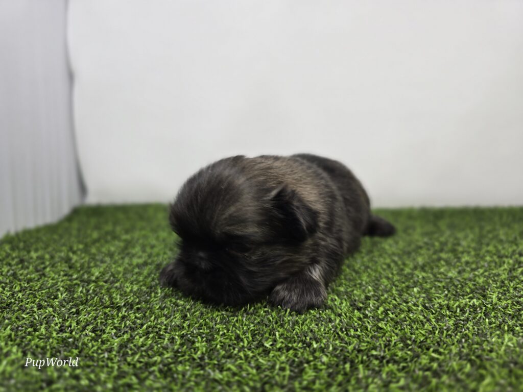 Chester - Pekingese - Image 3