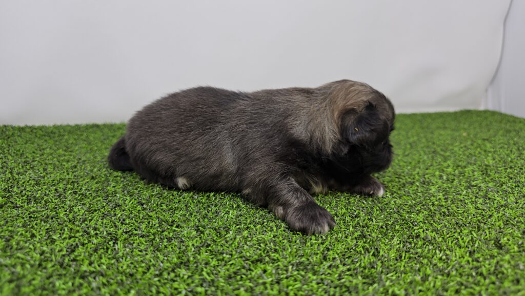 Emory - Pekingese - Image 2