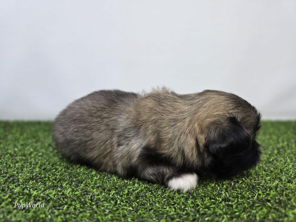 Piper - Pekingese - Image 2