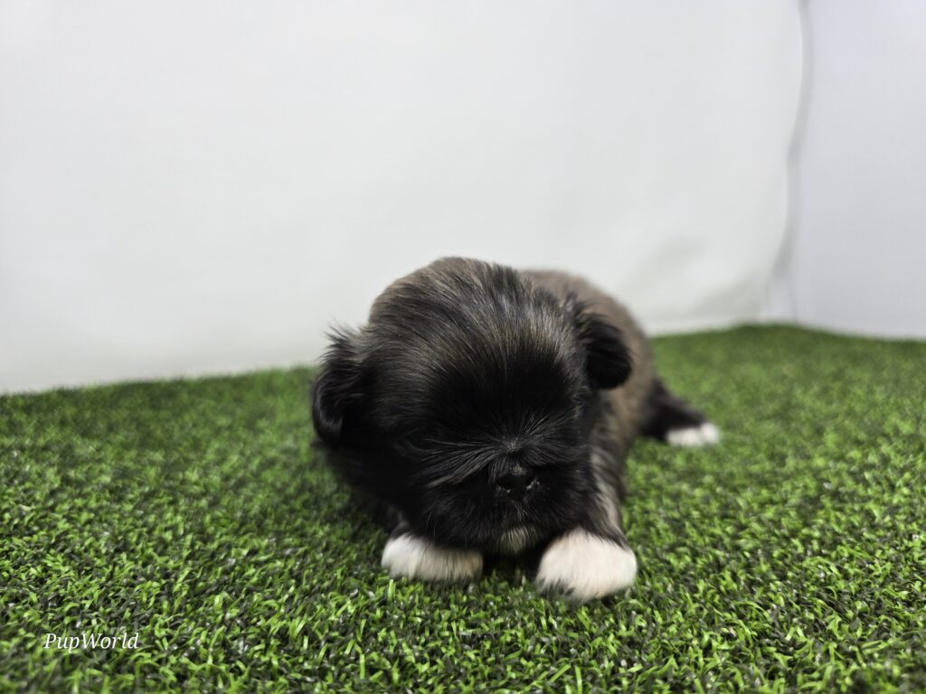 Piper - Pekingese - Image 3
