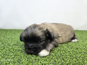 Pekingese
