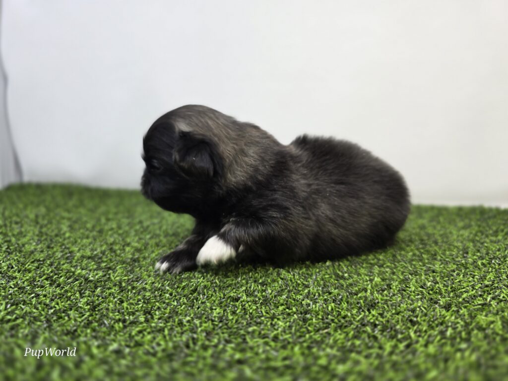 Maggie - Pekingese - Image 2