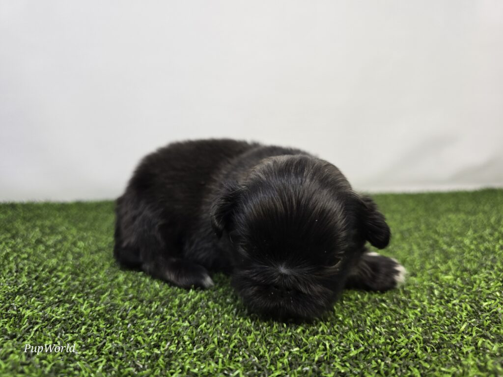 [#266-05]  - Black F Pekingese Puppies For Sale