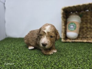 Goldendoodle Mini F1b