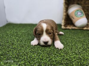 Goldendoodle Mini F1b