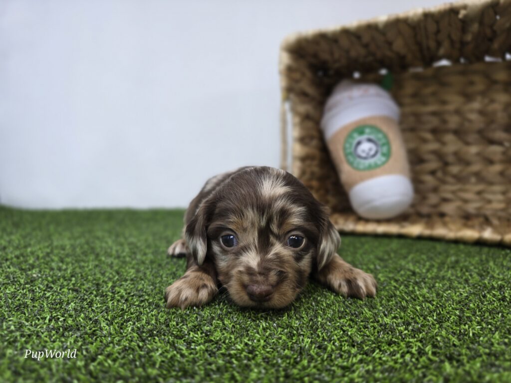 Charlie - Dachshund - Image 6