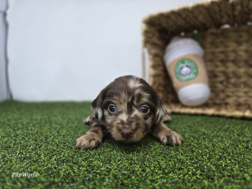 Charlie - Dachshund - Image 5