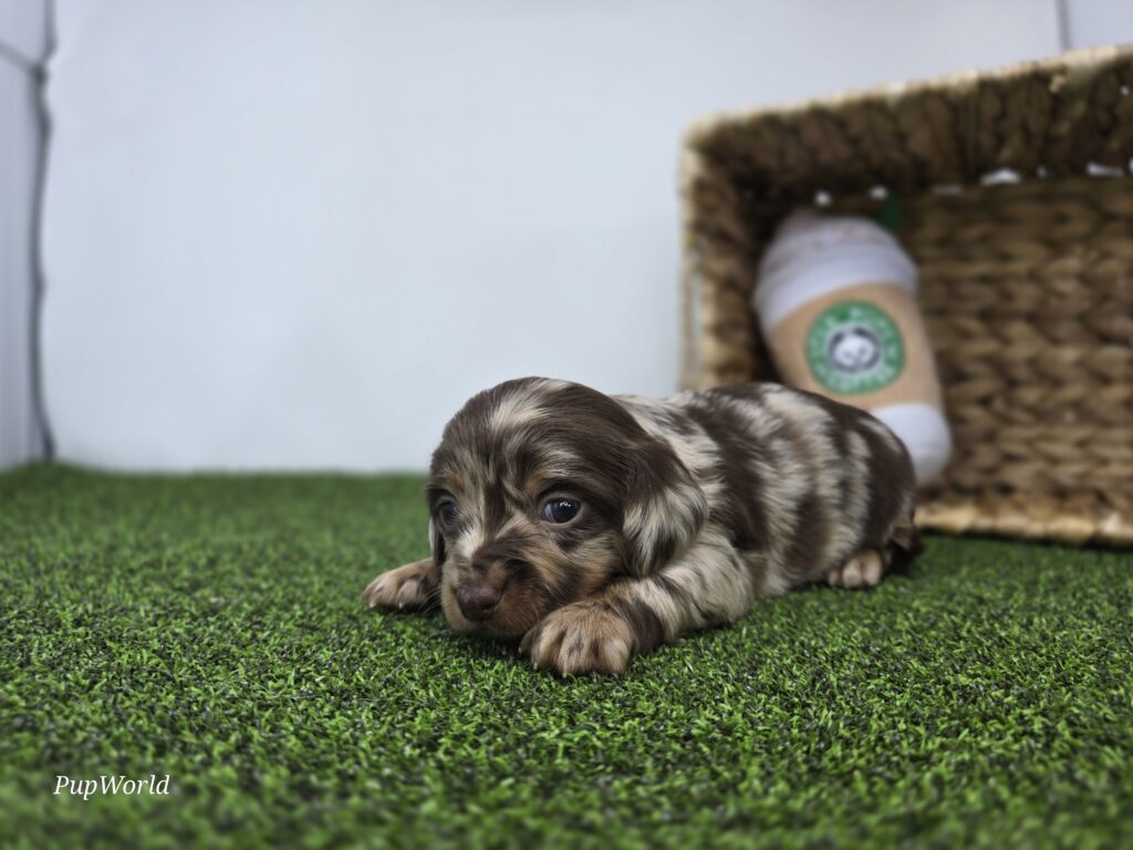 Charlie - Dachshund - Image 4