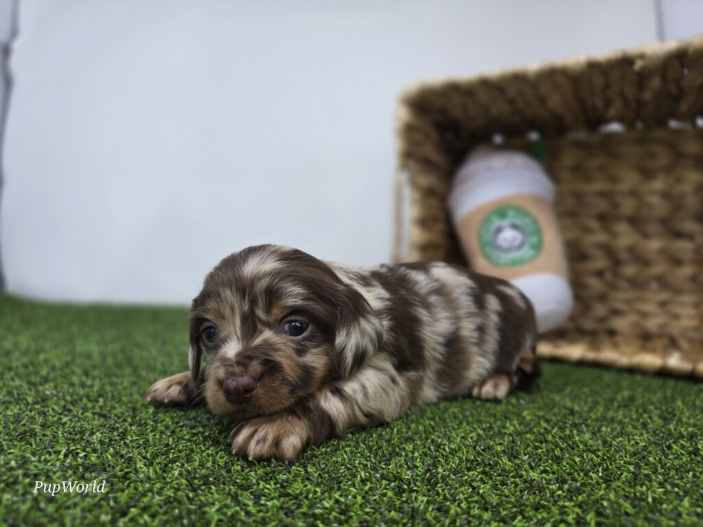 Charlie - Dachshund - Image 3