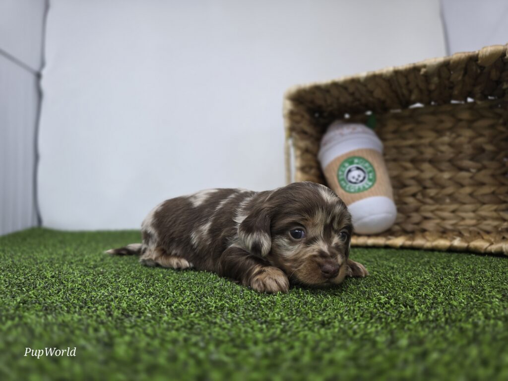 Charlie - Dachshund - Image 2