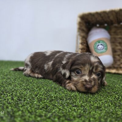 Dachshund - 1296 - Charlie