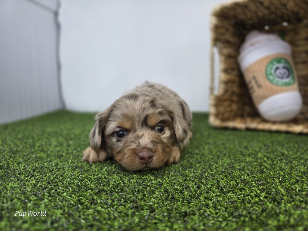 Henry - Dachshund - Image 2