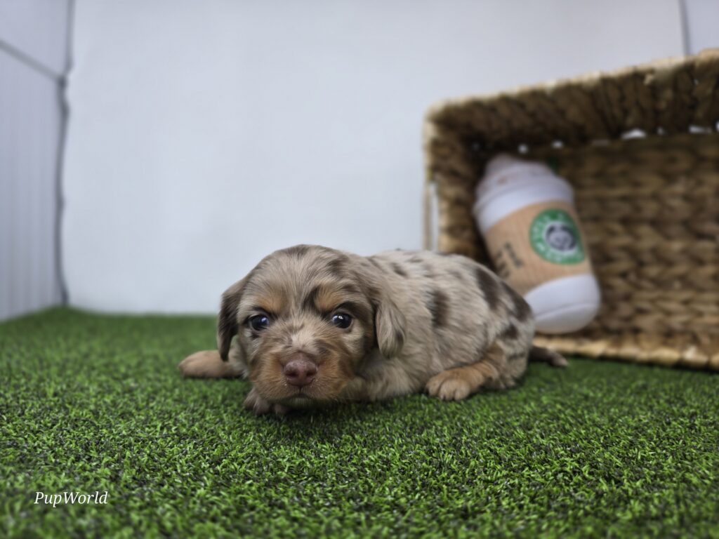 Henry - Dachshund - Image 3