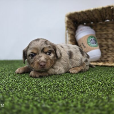 Dachshund - 1297 - Henry