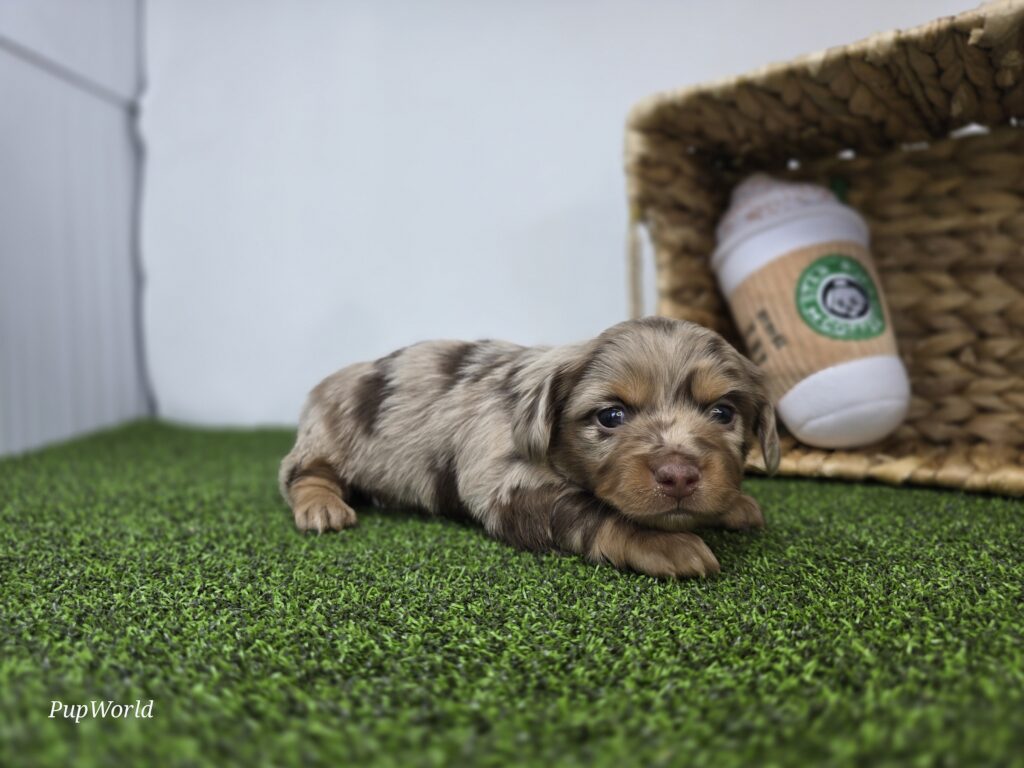Henry - Dachshund - Image 4