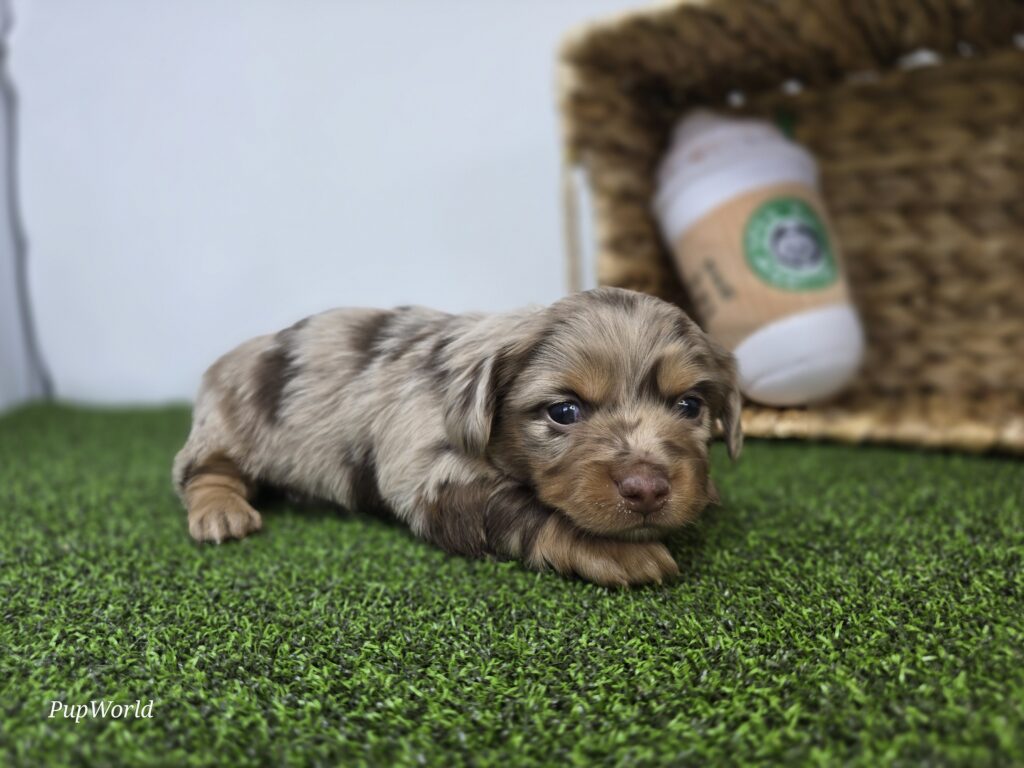 Henry - Dachshund - Image 5