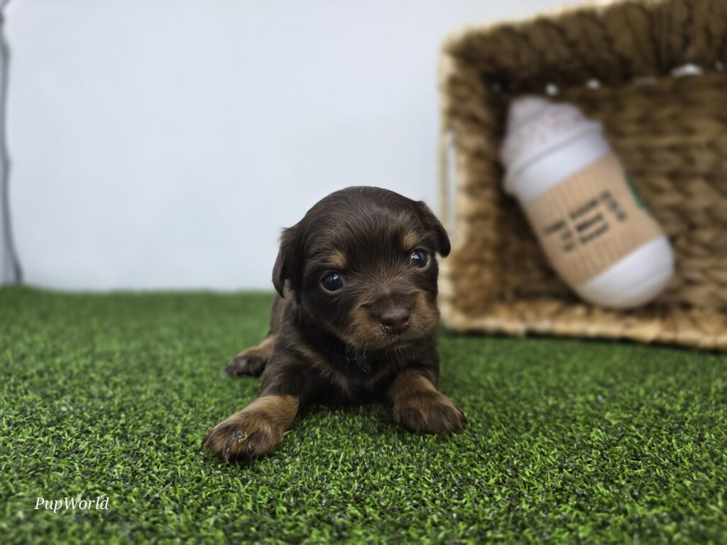 Candy - Dachshund - Image 2