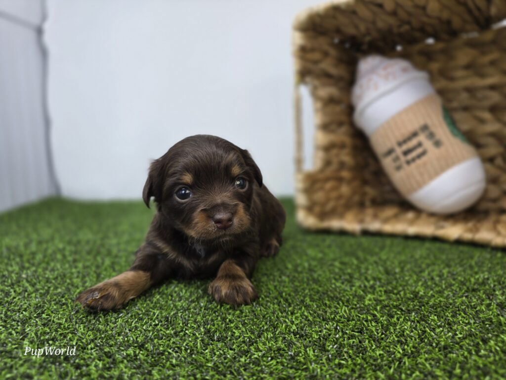 Candy - Dachshund - Image 3