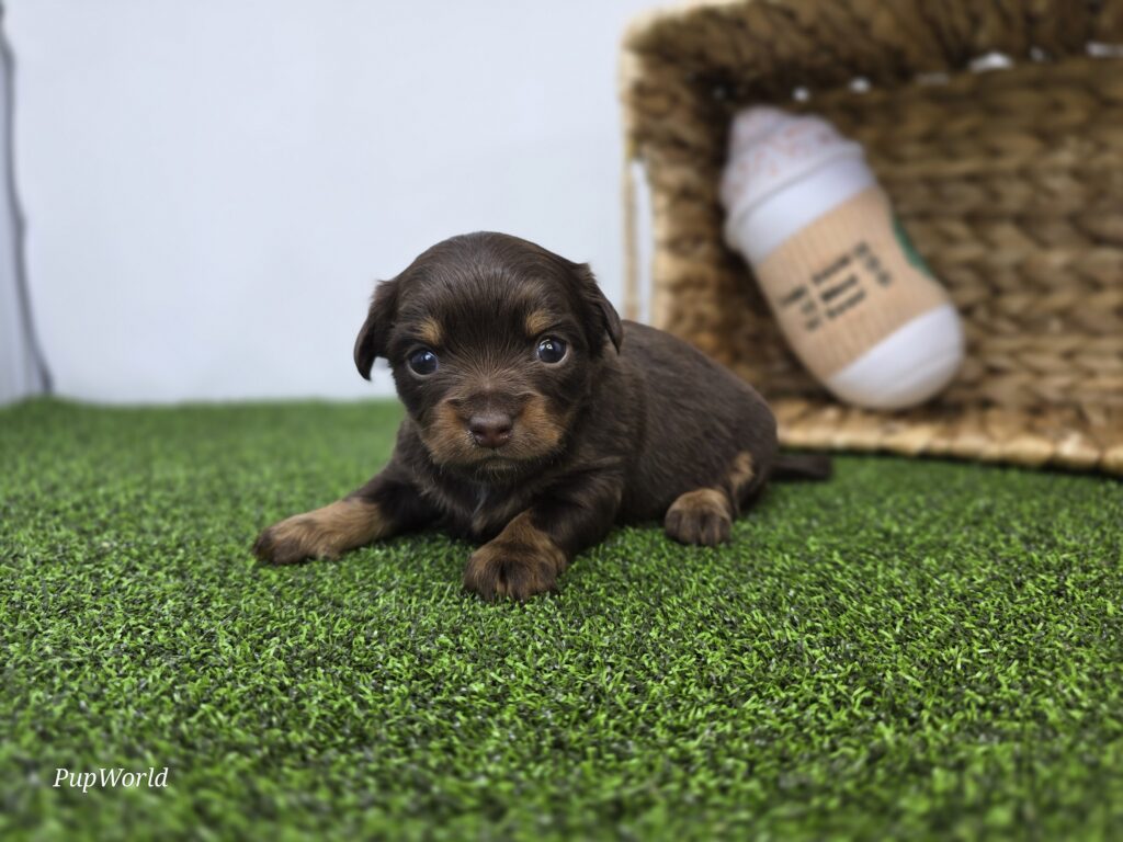 Candy - Dachshund - Image 1