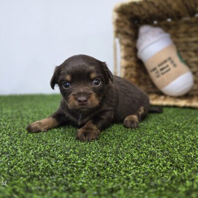 Dachshund - 1298 - Candy