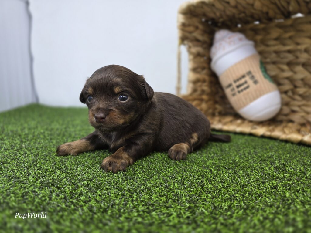 Candy - Dachshund - Image 4