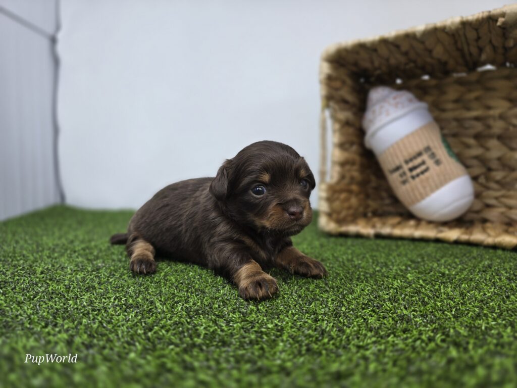 Candy - Dachshund - Image 5