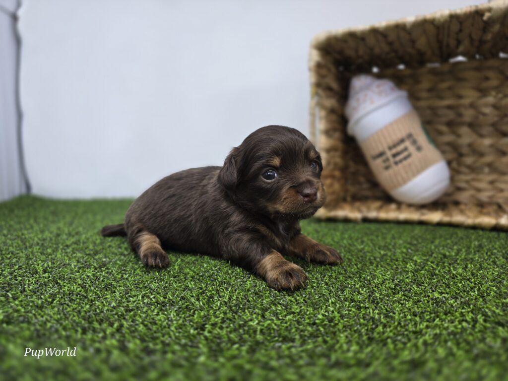 Candy - Dachshund - Image 6