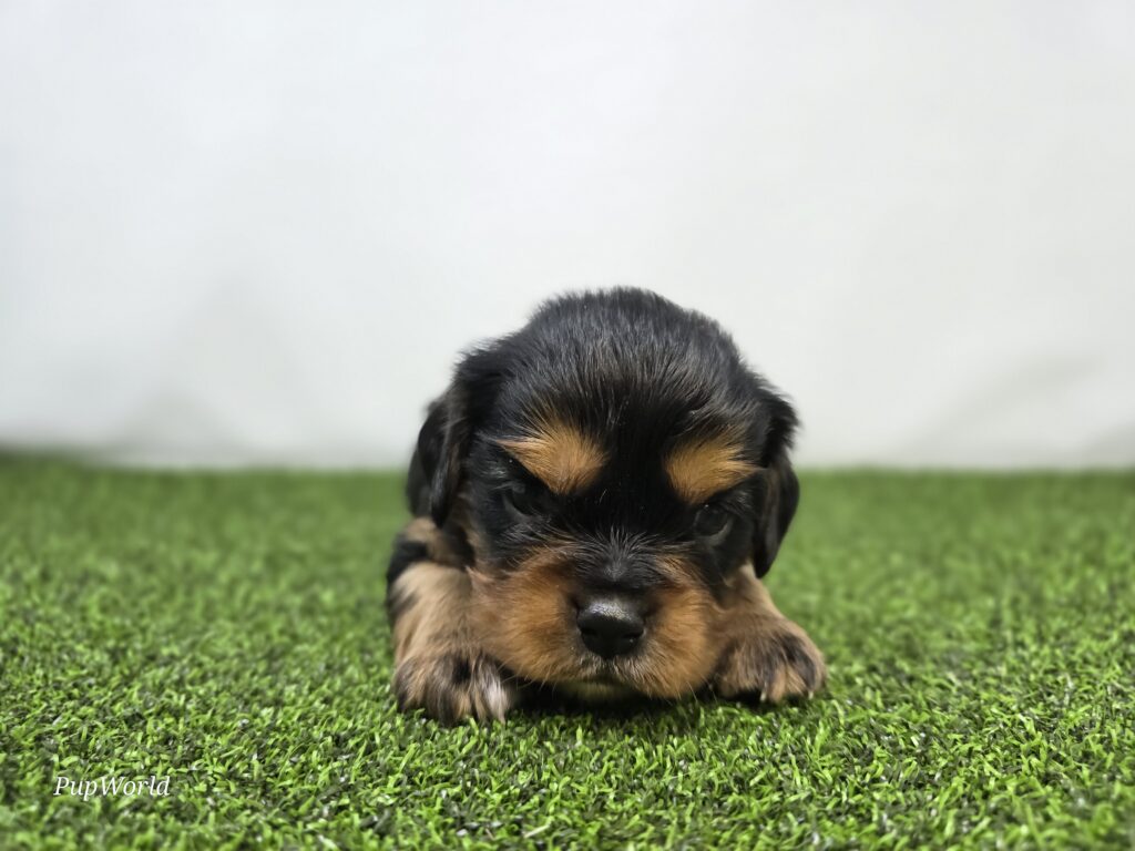 [#267-02]  - Black / Tan M Cavalier King Charles Spaniel Puppies For Sale