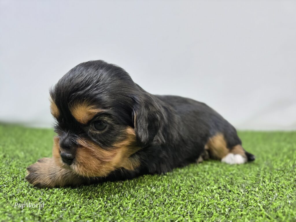 Ryder - Cavalier King Charles Spaniel - Image 2