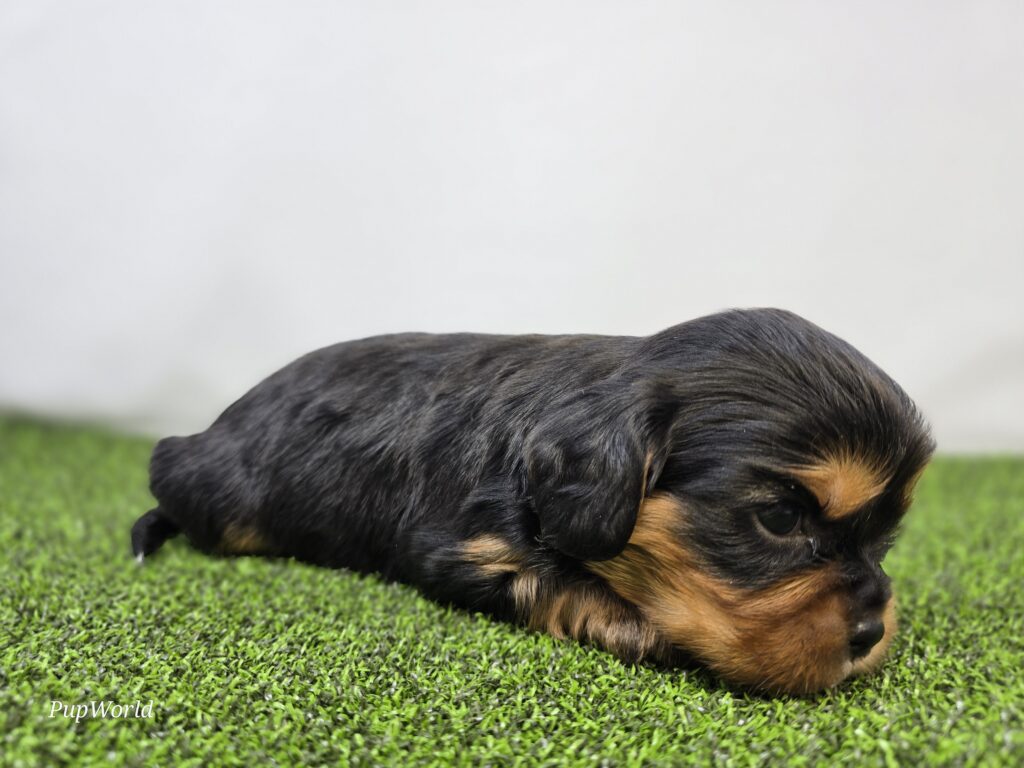 Ryder - Cavalier King Charles Spaniel - Image 3