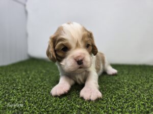 Cavalier King Charles Spaniel