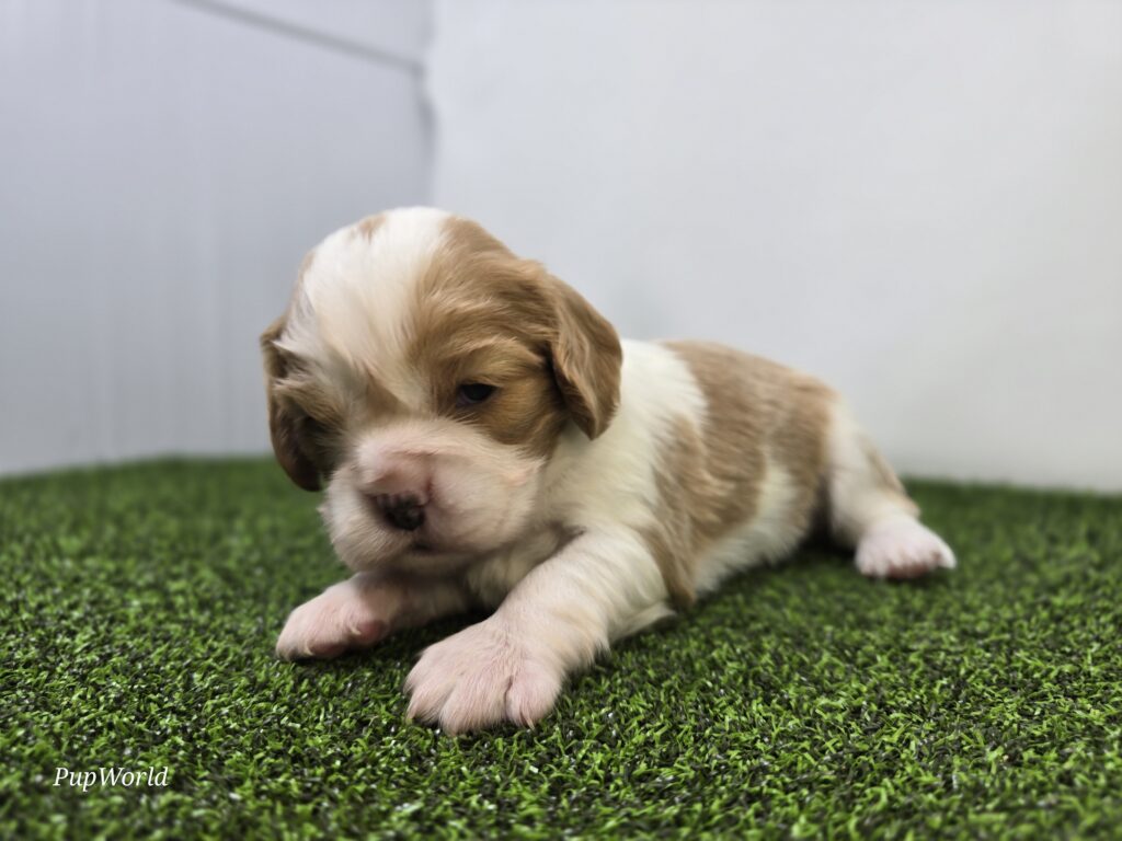 Birdie - Cavalier King Charles Spaniel - Image 2