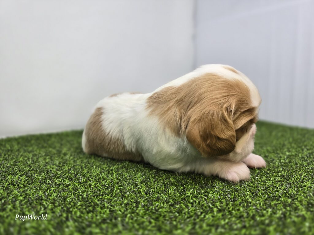 Birdie - Cavalier King Charles Spaniel - Image 3