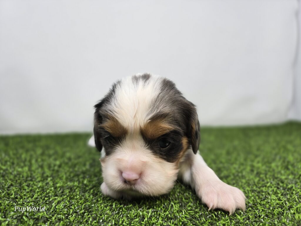 [#267-04]  - Blue Merle / White F Cavalier King Charles Spaniel Puppies For Sale