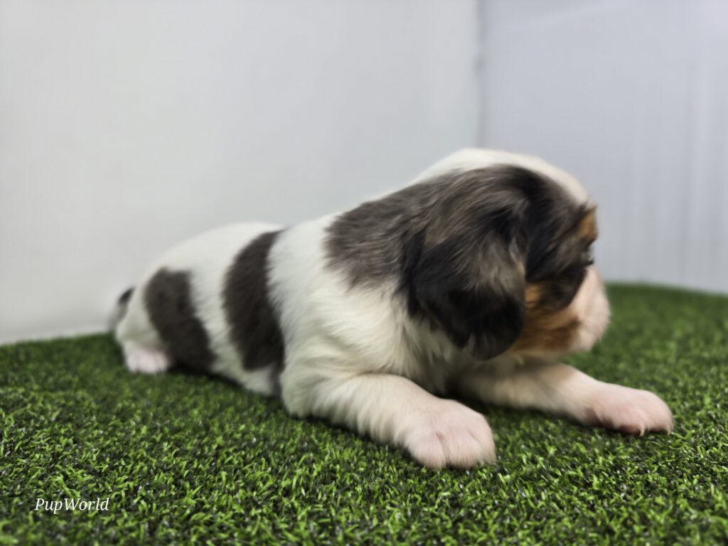 Pebble - Cavalier King Charles Spaniel - Image 2