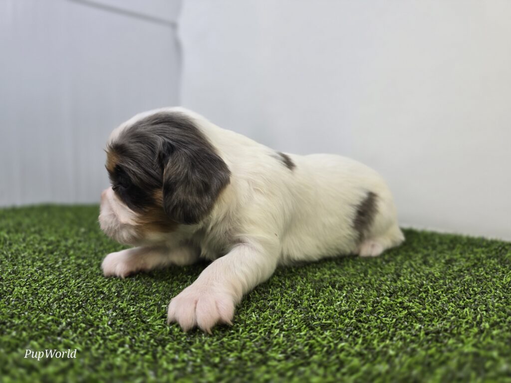 Pebble - Cavalier King Charles Spaniel - Image 3