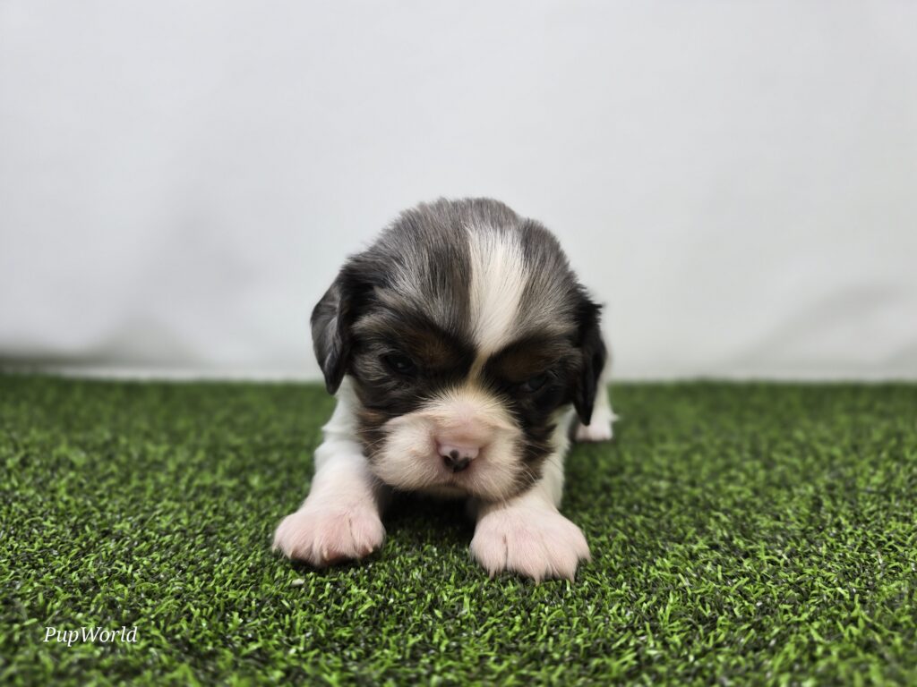 [#267-05]  - Blue Merle / White F Cavalier King Charles Spaniel Puppies For Sale