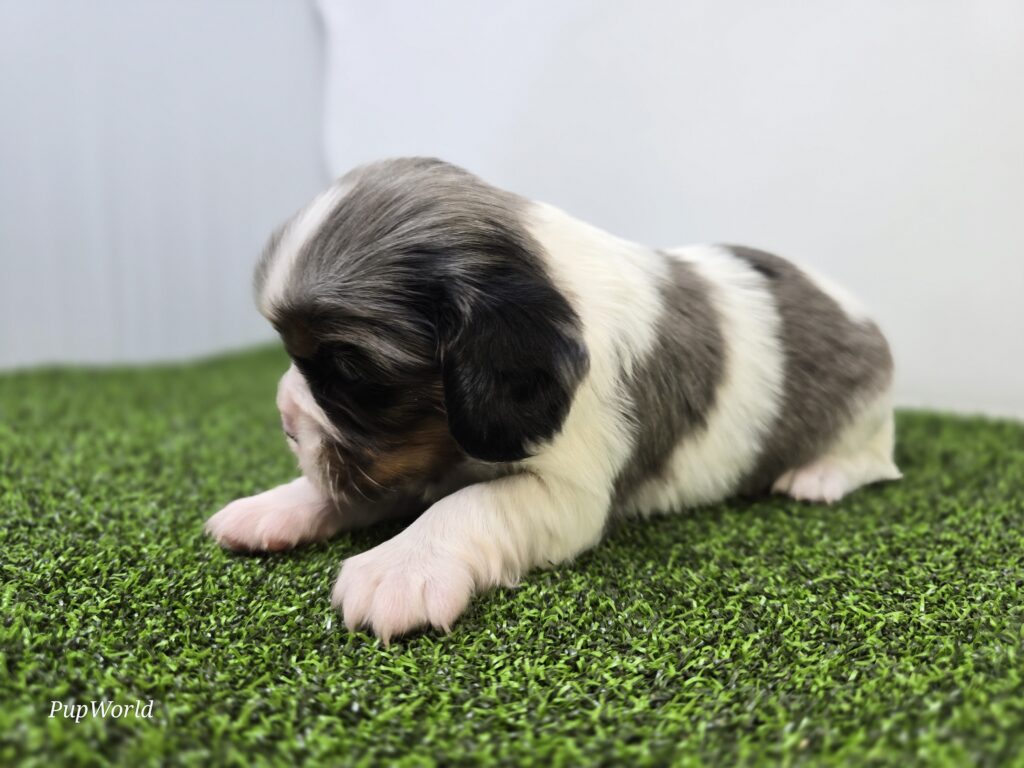 Lacey - Cavalier King Charles Spaniel - Image 3