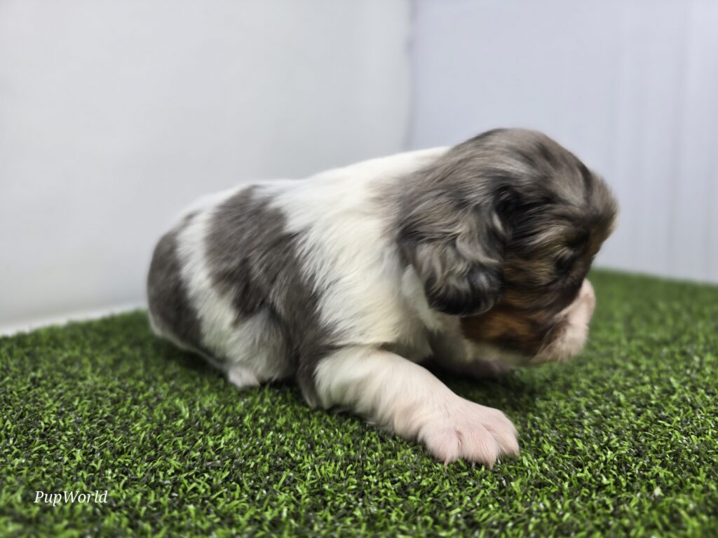 Lacey - Cavalier King Charles Spaniel - Image 2